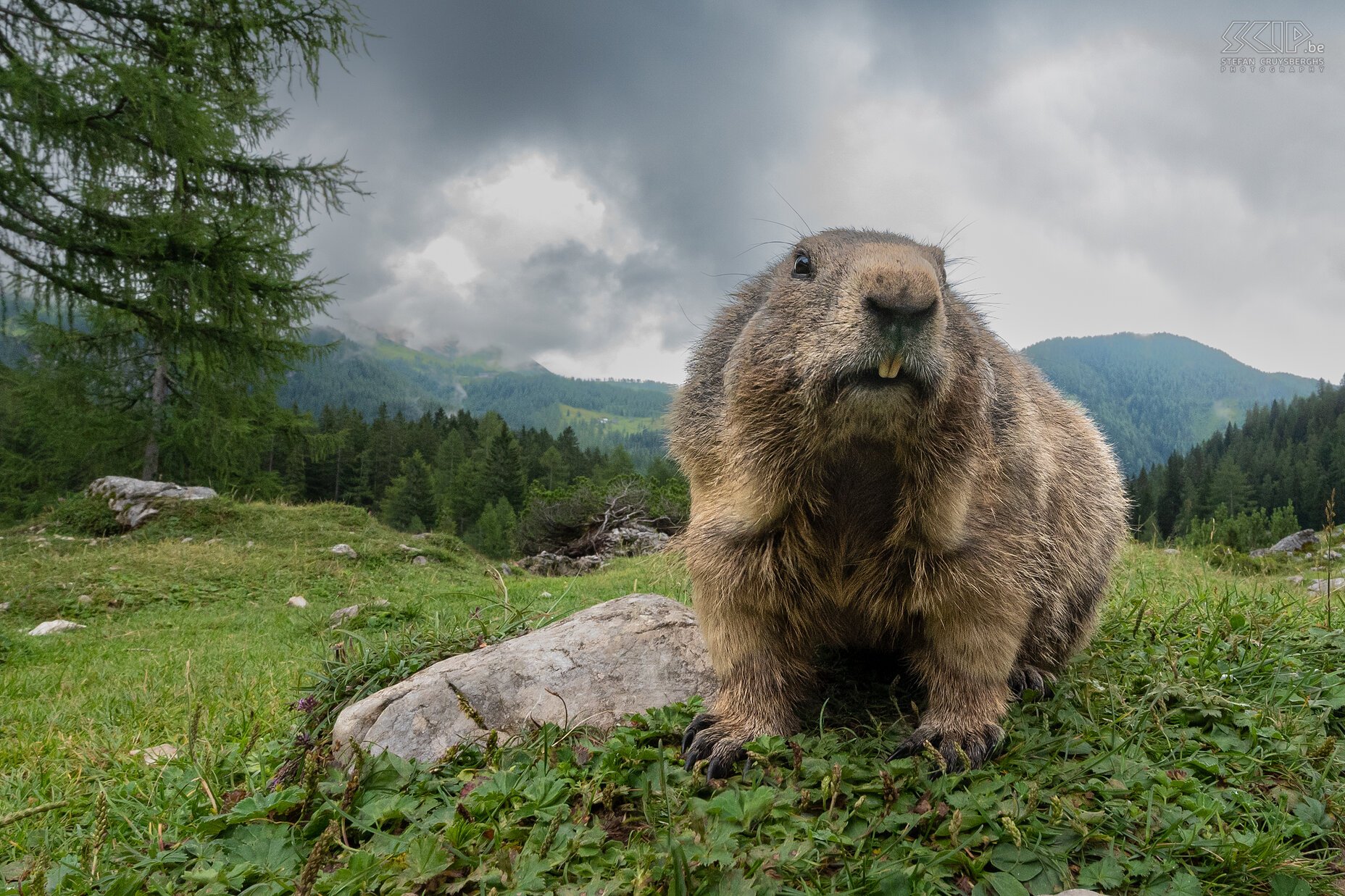 Bachalm - Alpine marmot Close-up of an alpine marmot (Marmota marmota) with a wide angle lens Stefan Cruysberghs